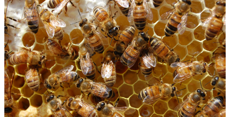 Closeup of Bee Frame