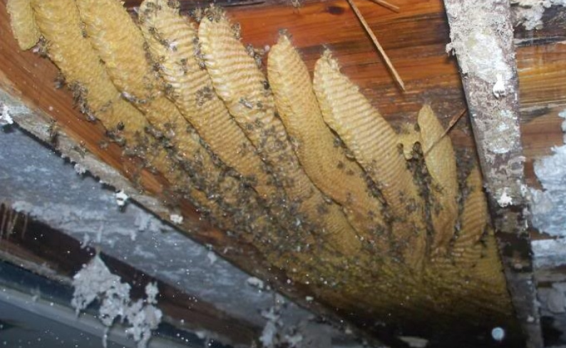 Established Bee Colony Under Flooring