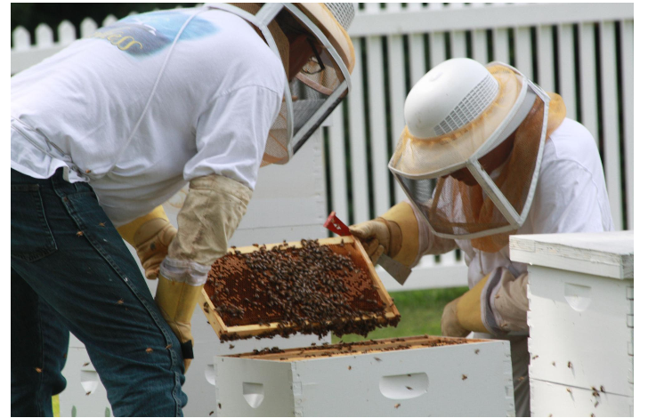 Checking the Bee Hive